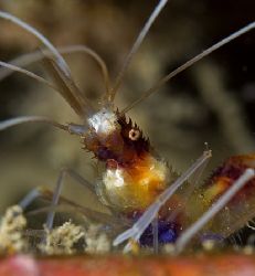 Banded Coral Shrimp. 60mm lens from Hawaii by James Kashner 